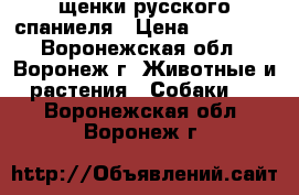 щенки русского спаниеля › Цена ­ 15 000 - Воронежская обл., Воронеж г. Животные и растения » Собаки   . Воронежская обл.,Воронеж г.